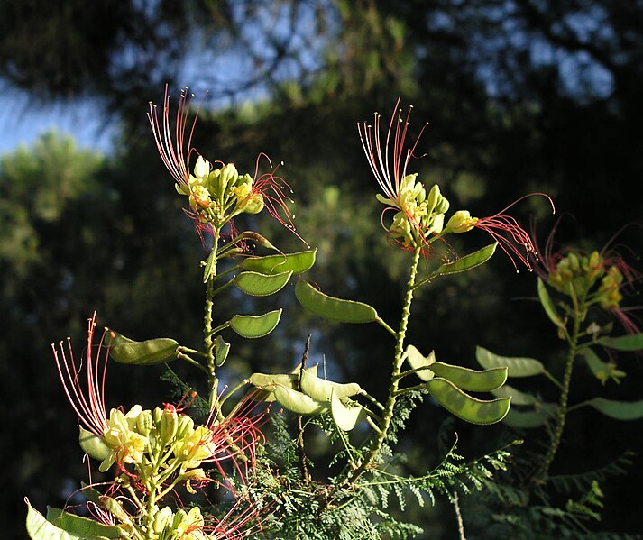 Intro to Herbal Energetics Series with Judy Lieblein Begins 5/21 -