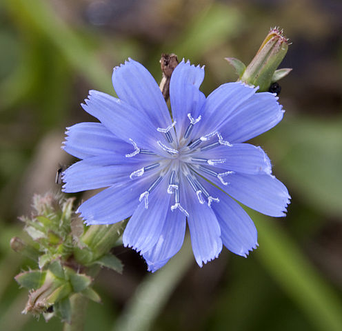 Chicory root (Dried)