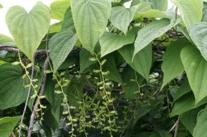 Wild Yam (Dried)