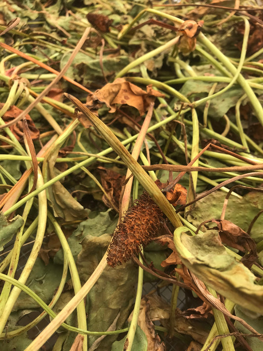 Yerba Mansa Tincture