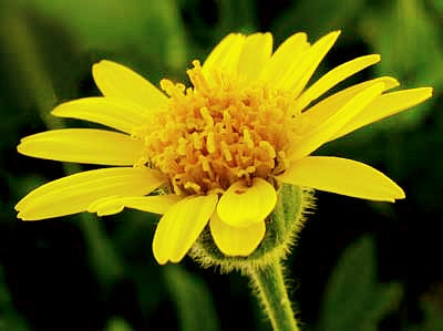 Arnica Flower Tincture - Organic