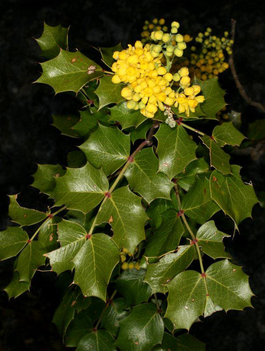 Oregon Grape Flower Essence .5oz