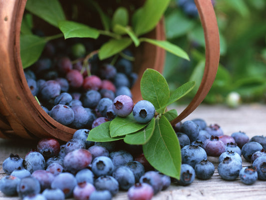 Bilberry Tincture - Organic