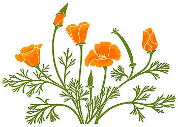 California Poppy Tincture