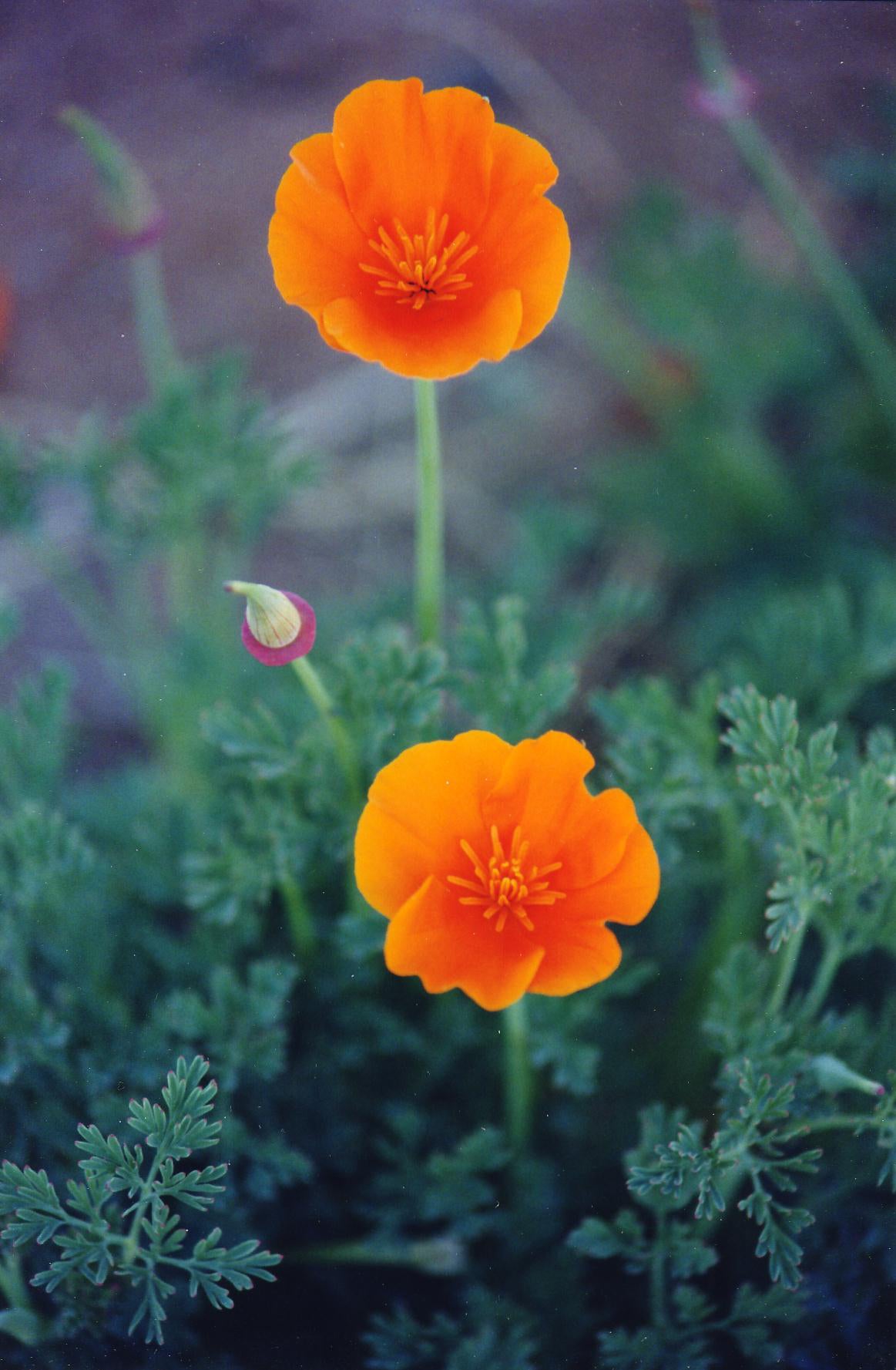 California Poppy Tincture - Organic