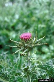 Milk Thistle Tincture - Organic
