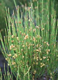 Mormon Tea (Ephedra) Tincture - Organic