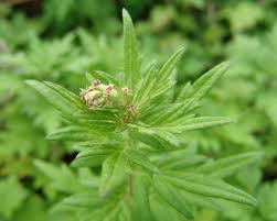 Mugwort Tincture - Organic