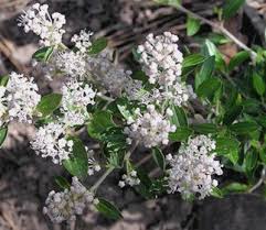New Jersey Tea Tincture - Wildcrafted