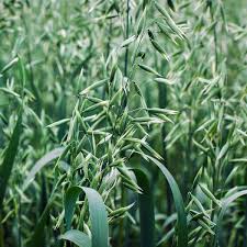 Oatstraw Tincture - Organic