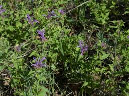 Oswego Tea (Oregano De La Sierra) Tincture - Organic