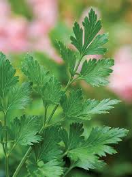 Parsley Leaf Tincture - Organic