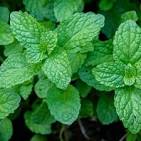 Peppermint Tincture - Organic