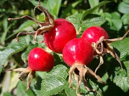 Rose Hips Tincture - Organic