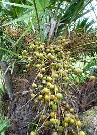Saw Palmetto Tincture - Organic