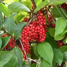 Schisandra Berry Tincture - Organic
