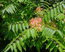 Tree Of Heaven Tincture - Wildcrafted