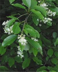 Wild Cherry Bark Tincture - Organic