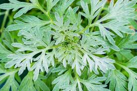Wormwood Tincture - Organic