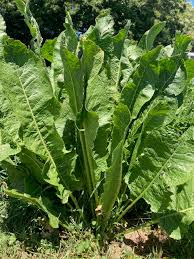 Horseradish Root Tincture - Organic