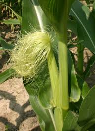 Corn Silk Tincture - Organic