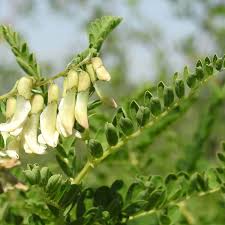 Astragalus Tincture - Organic
