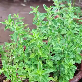 Oregano (Garden) Tincture