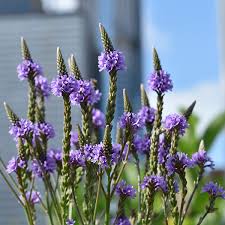 Blue Vervain Tincture - Wildcrafted