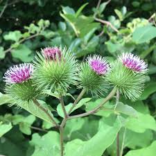 Burdock Root Tincture - Organic