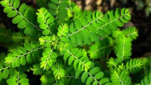 Chanca Piedra Tincture - Organic