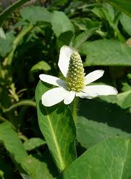 Yerba Mansa Plant Spirit Communication Class 9/14 with Judy Lieblein