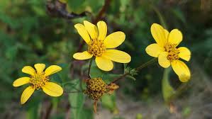 Hearleaf Goldeneye Flower Essence .5oz