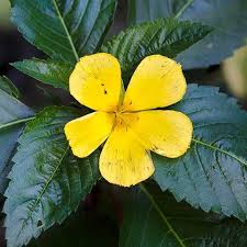 Wild Damiana Flower Essence .5oz
