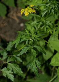 Wild Parsley Flower Essence .5oz