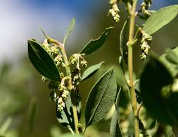 Silk Tassel Tincture - Wildcrafted