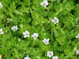 Brahmi Tincture - Organic