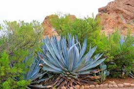 Century Plant (Agave) Tincture - Organic