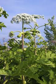 Cow Parsnip Tincture - Organic