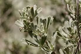 Desert Sage Tincture - Wildcrafted