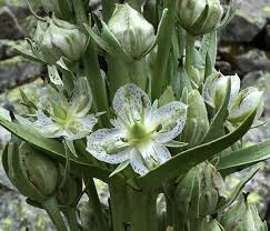 Green Gentian Tincture - Organic