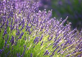 Lavender Tincture - Organic