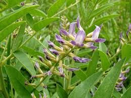 Licorice Root Tincture - Organic