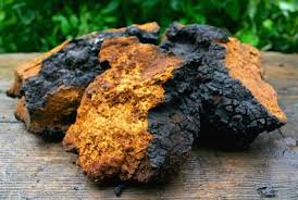 Chaga mushroom powder (dried)