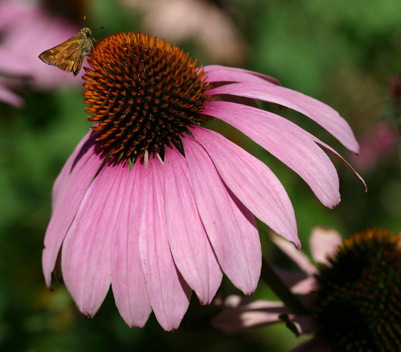 Echinacea Tincture