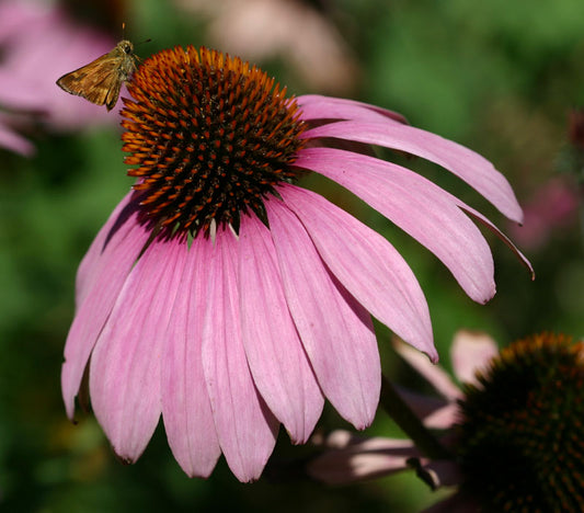 Echinacea  Root Tincture - Organic