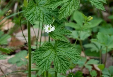 Goldenseal Tincture - Organic