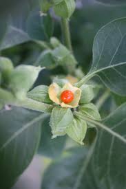Ashwagandha Root Tincture - Organic