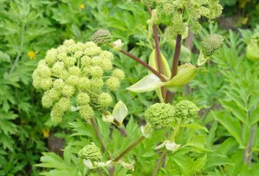 Angelica Root Tincture - Organic