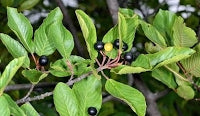 Cascara Sagrada Tincture - Organic