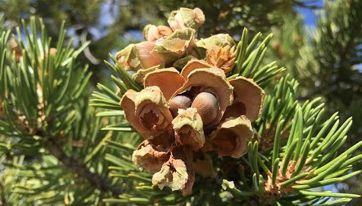 Pinyon Plant Spirit Communication Class 11/1 with Judy Lieblein
